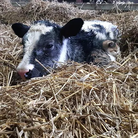 Διαμέρισμα 't Boerenhart