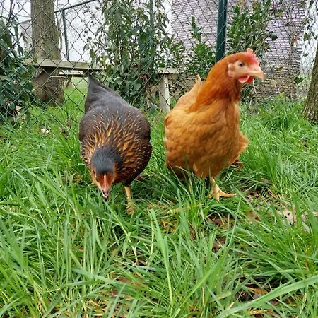 't Boerenhart Lägenhet *