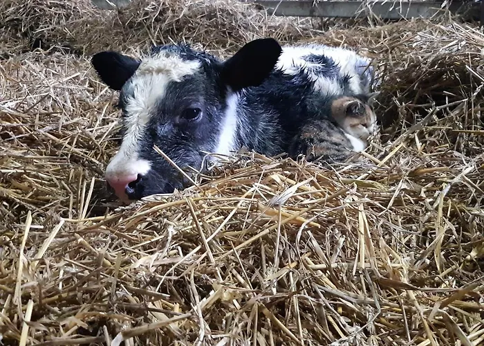 Apartamento 't Boerenhart