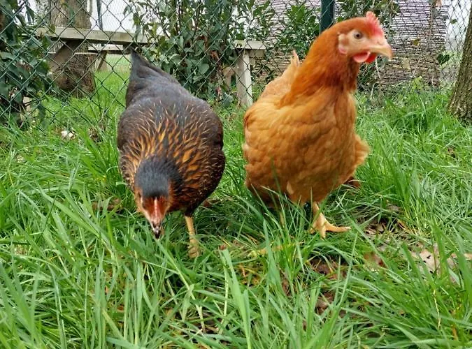 't Boerenhart Apartament *